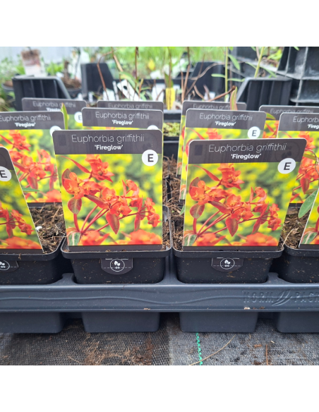 Euphorbe de Griffith fireglow
