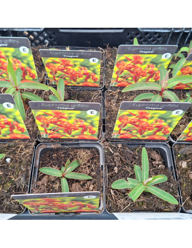 Euphorbe de Griffith fireglow