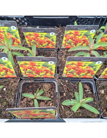 Euphorbe de Griffith fireglow