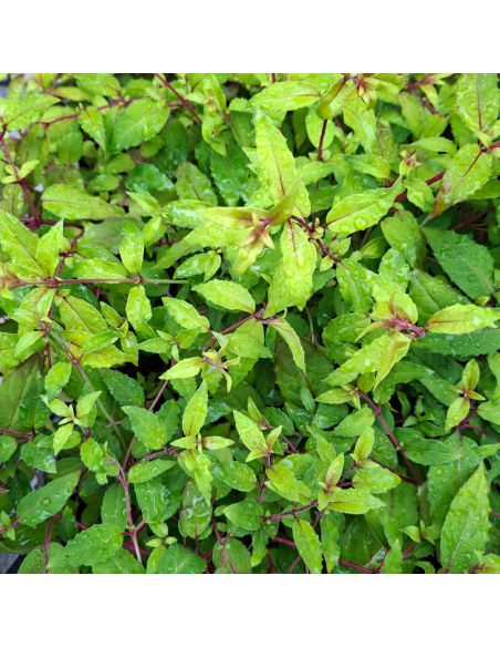 Fuchsia de magellan doré - Fuchsia Magellanica Aurea