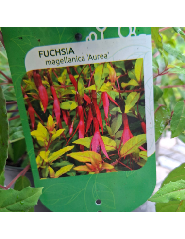 Fuchsia de magellan doré - Fuchsia Magellanica...