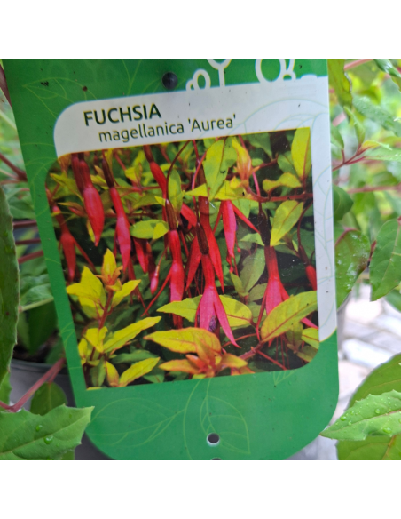 Fuchsia de magellan doré - Fuchsia Magellanica Aurea