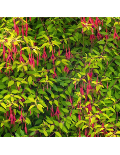 Fuchsia de magellan doré - Fuchsia Magellanica Aurea