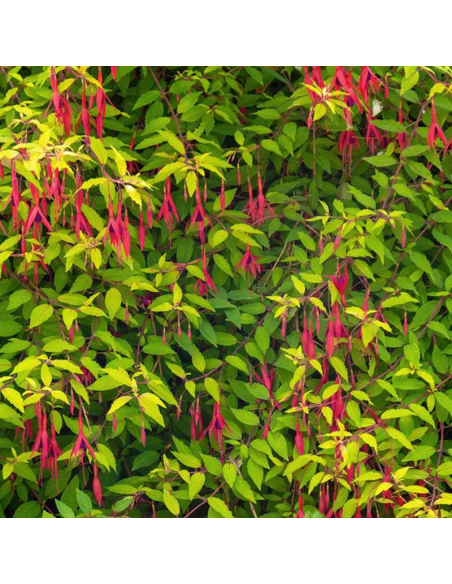 Fuchsia de magellan doré - Fuchsia Magellanica Aurea