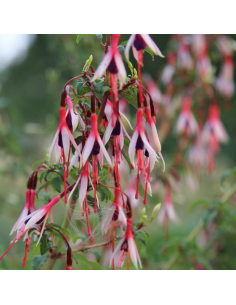 Fuchsia de Magellan Arauco - Fuchsia Magellanica