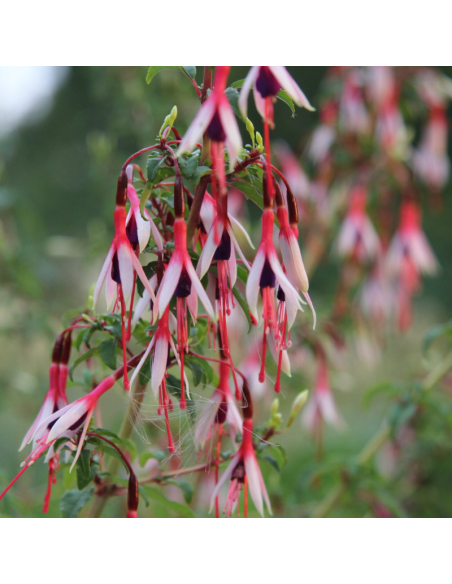 Fuchsia de Magellan Arauco - Fuchsia Magellanica