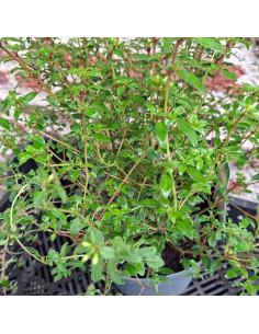 Fuchsia de Magellan Arauco - Fuchsia Magellanica 2