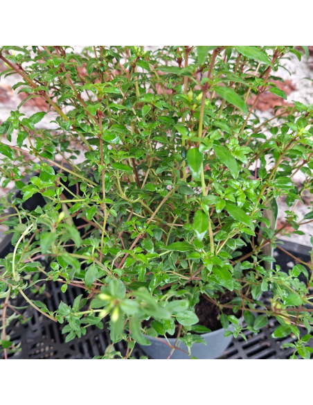 Fuchsia de Magellan Arauco - Fuchsia Magellanica