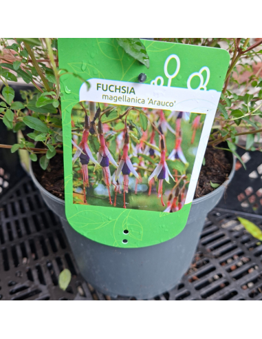 Fuchsia de Magellan Arauco - Fuchsia Magellanica