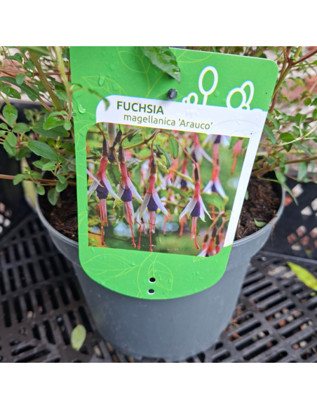 Fuchsia de Magellan Arauco - Fuchsia Magellanica