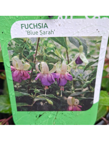 Fuchsia Blue Sarah