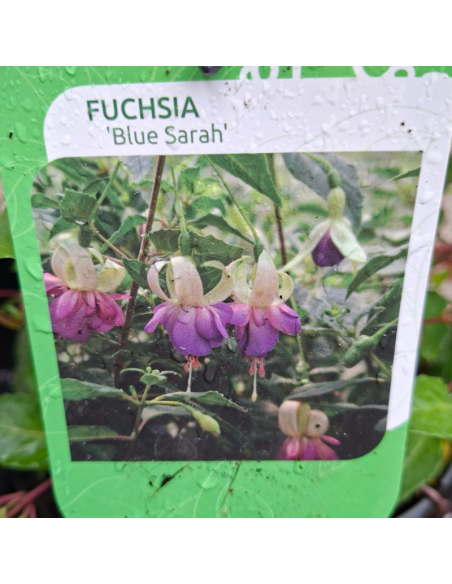 Fuchsia Blue Sarah