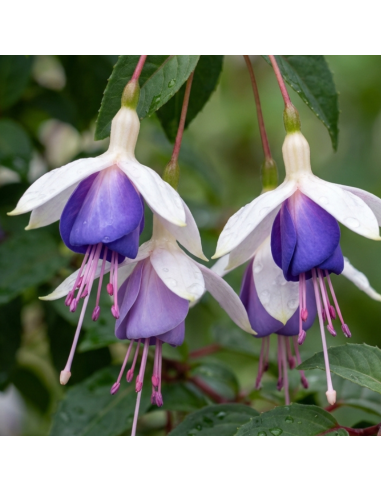 Fuchsia Blue Sarah