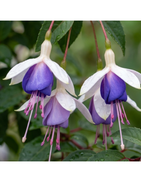 Fuchsia Blue Sarah
