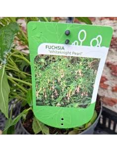 Fuchsia Whiteknights Pearl 2
