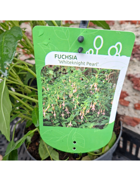 Fuchsia Whiteknights Pearl