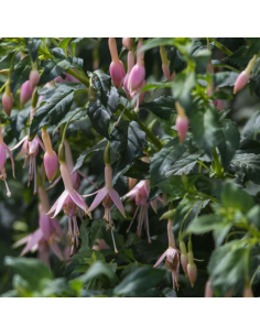 Fuchsia Whiteknights Pearl