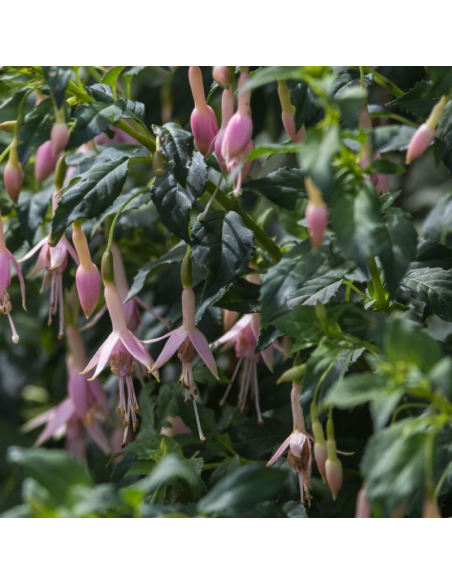 Fuchsia Whiteknights Pearl