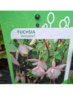 Fuchsia Annabel 2