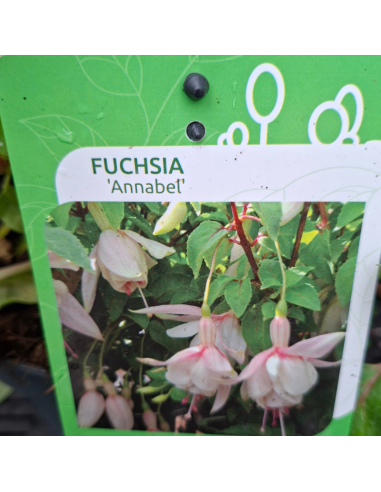 Fuchsia Annabel