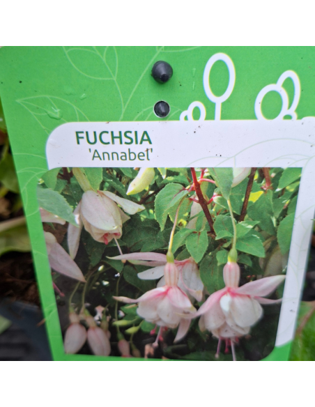 Fuchsia Annabel