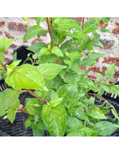 Fuchsia Annabel