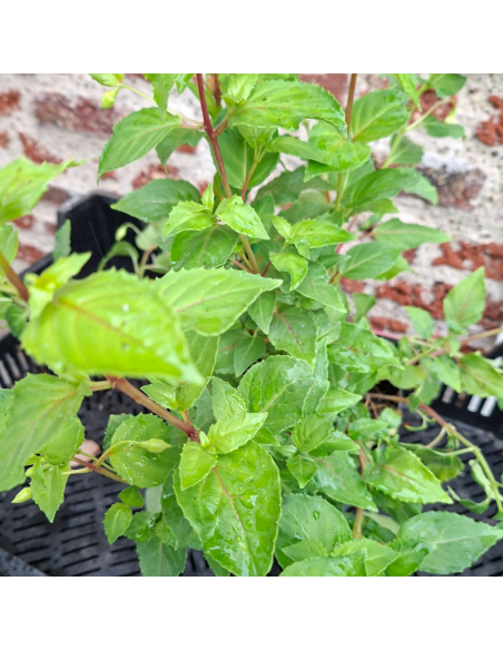 Fuchsia Annabel