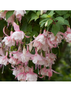 Fuchsia Annabel
