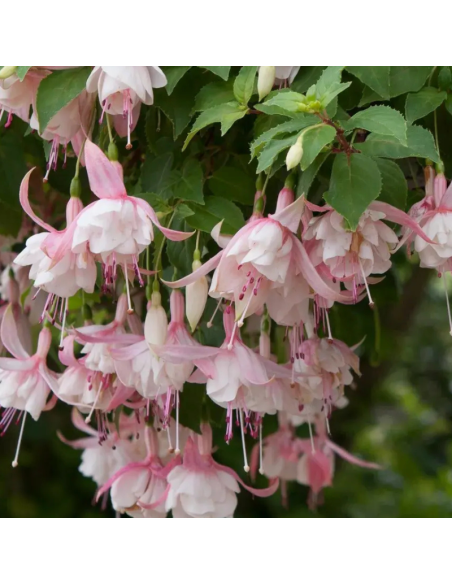 Fuchsia Annabel
