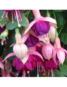 Fuchsia Constance