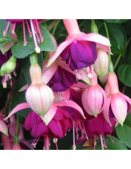 Fuchsia Constance