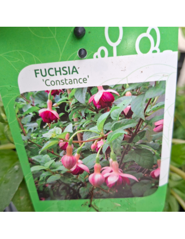 Fuchsia Constance