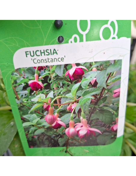 Fuchsia Constance