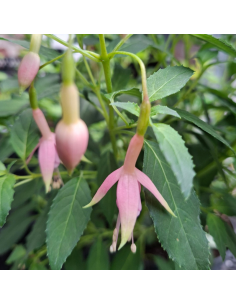 Fuchsia Whiteknights Pearl