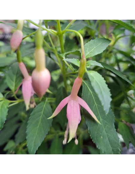 Fuchsia Whiteknights Pearl