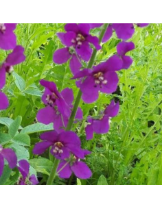 Molène de Phénicie - Verbascum Phoeniceum Violetta