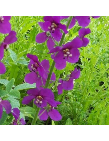 Molène de Phénicie - Verbascum Phoeniceum Violetta