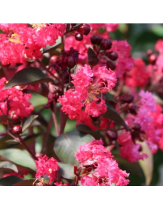 Lilas des Indes Dynamite - Lagerstroemia Indica