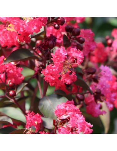 Lilas des Indes Dynamite - Lagerstroemia Indica
