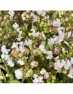 Lilas des Indes White Love Virgin - Lagerstroemia Indica