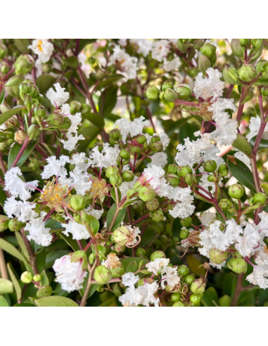 Lilas des Indes White Love Virgin -...