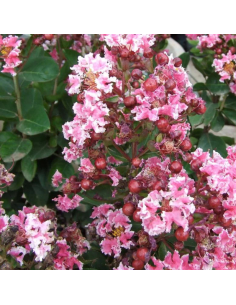 Lilas des Indes nain Berlingot Menthe - Lagerstroemia Indica