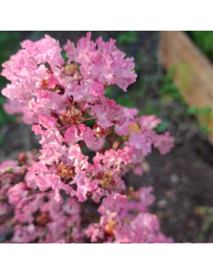 Lilas des Indes nain Rhapdosy in Pink - Lagerstroemia Indica