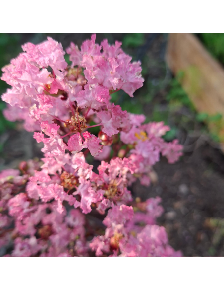 Lilas des Indes nain Rhapdosy in Pink - Lagerstroemia Indica