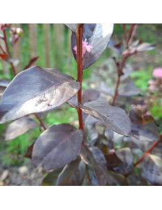 Lilas des Indes nain Rhapdosy in Pink - Lagerstroemia Indica 2