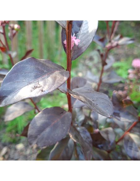 Lilas des Indes nain Rhapdosy in Pink - Lagerstroemia Indica