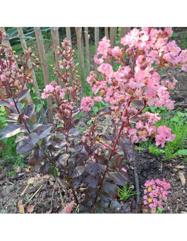 Lilas des Indes nain Rhapdosy in Pink -...