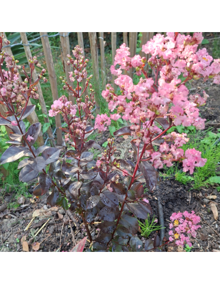 Lilas des Indes nain Rhapdosy in Pink - Lagerstroemia Indica