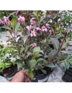 Weigela nain à feuillage pourpre - Weigela Florida Nana...