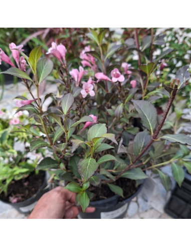 Weigela nain à feuillage pourpre - Weigela...